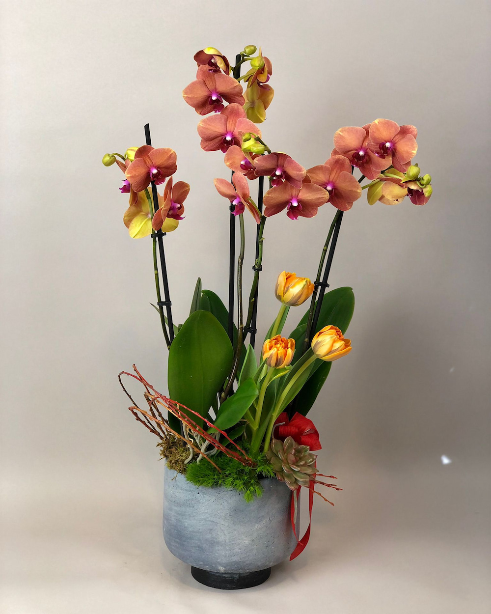 turuncu-orkide-25