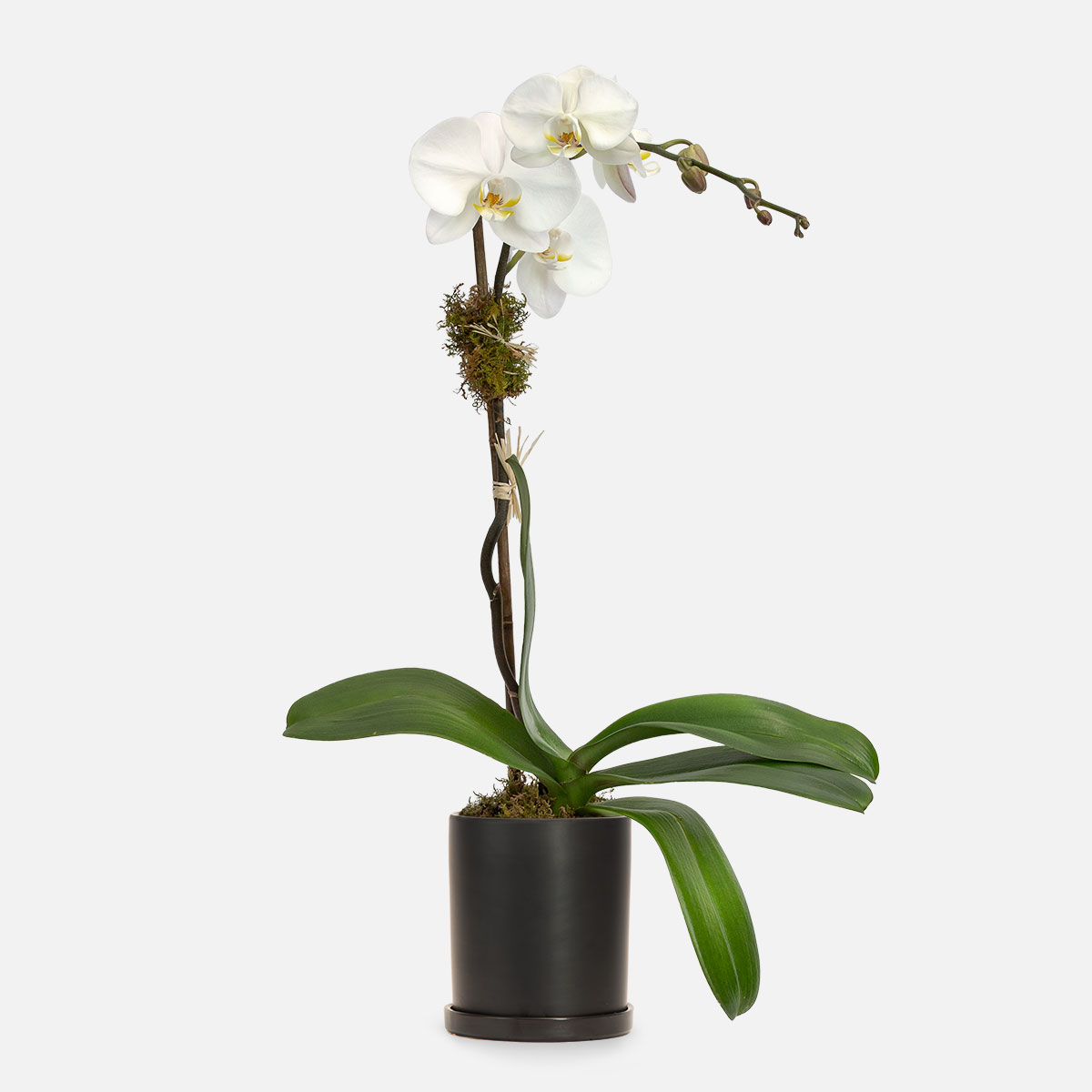 beyaz-orkide-8