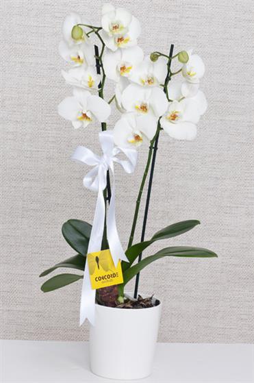 cift-dal-beyaz-orkide