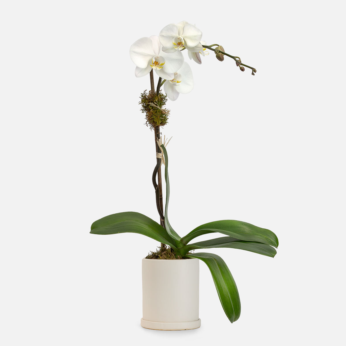 orkide-7