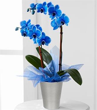 mavi-orkide